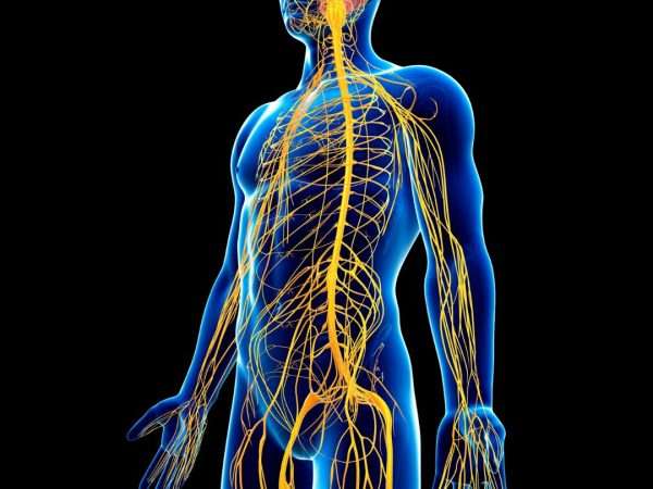 neurodinamica e manipolazione dei nervi periferici