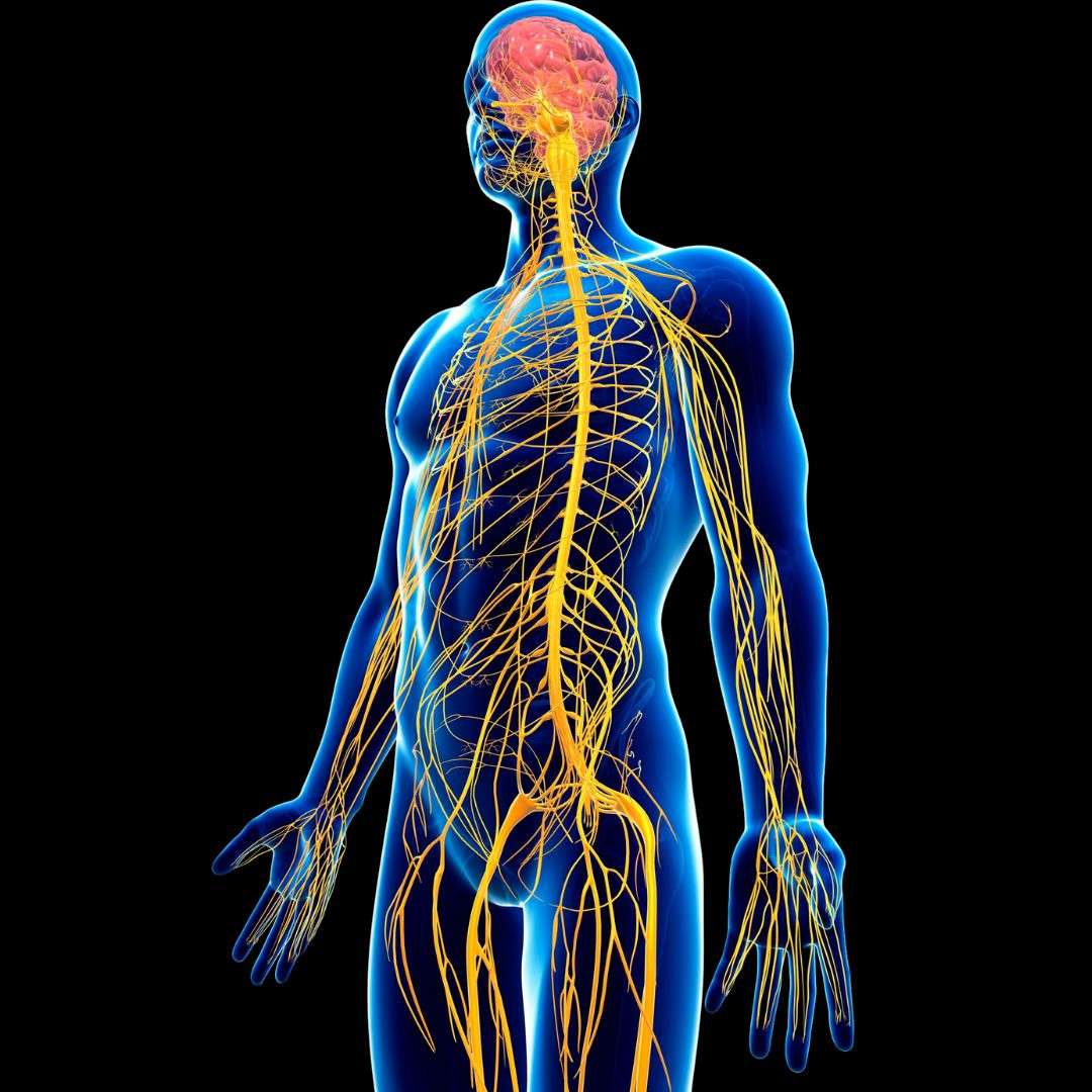 neurodinamica e manipolazione dei nervi periferici